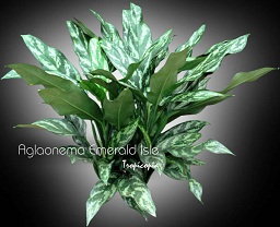 Aglaonema - Aglaonema 'Emerald Isle' - Chinese Evergreen