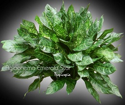 Aglaonema - Aglaonema 'Emerald Star' - Chinese Evergreen