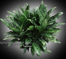 Aglaonema - Aglaonema 'Green Lady' - Chinese Evergreen