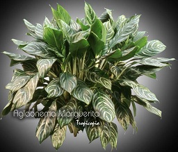 Aglaonema - Aglaonema 'Marguerita' - Chinese Evergreen