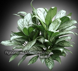 Aglaonema - Aglaonema 'Maria Chirstina' - Chinese Evergreen