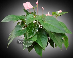 Anthurium - Anthurium X - Tailflower, Wax flower 
