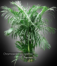 Palm - Chamaedorea seifrizii - Bamboo palm, Reed Palm