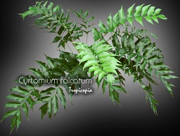 Fern - Cyrtomium falcatum - Holly-fern