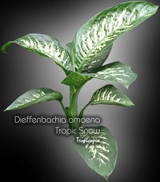 Dieffenbachia - Dieffenbachia amoena Tropic Snow - Dumcane