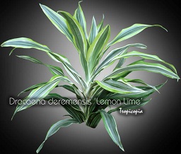 Dracaena - Dracaena deremensis 'Lemon Lime' - Striped Dracaena