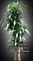 Dracaena - Dracaena deremensis 'Lisa' - Lisa Dracaena
