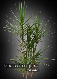 Dracaena - Dracaena marginata - Madagascar dragon tree