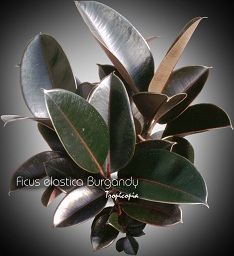 Ficus - Ficus elastica 'Burgandy' - Rubber plant
