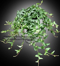 Hanging - Hedera helix 'Hermania' - English ivy