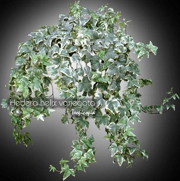 Hanging - Hedera helix variegata - English ivy, Variegated english ivy