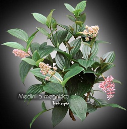 Flower - Medinilla magnifica - Rose grape