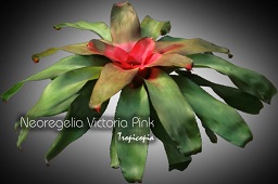 Bromeliad - Neoregelia 'Victoria Pink' - 