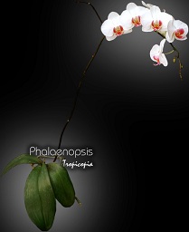 Flower - Phalaenopsis X - 