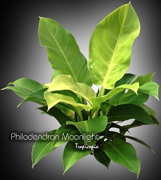 Philodendron - Philodendron 'Moonlight' - Lime philodendron
