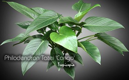 Philodendron - Philodendron Tatei 'Congo' - 