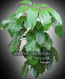 Schefflera - Schefflera actinophylla 'Renegade' - Umbella plant