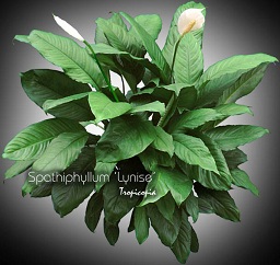 Spathiphyllum - Spathiphyllum 'Lynise' - Peace lily