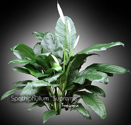 Spathiphyllum - Spathiphyllum 'Supreme' - Peace lily