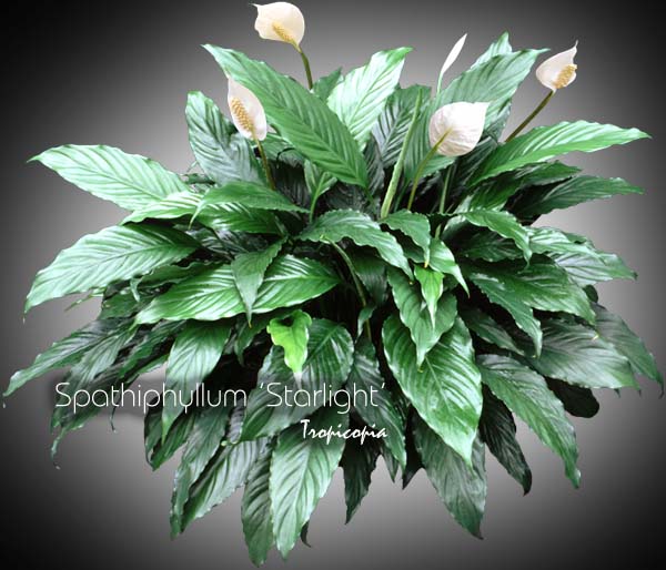 Tropicopia en ligne - Plante d'intérieur - Conseils, soins sur l'entretien  de: Spathiphyllum Starlight (Spathiphyllum) - - Lys de paix - - Peace lily
