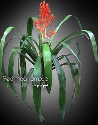 Aechmea ramosa