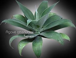 Agave attenuata