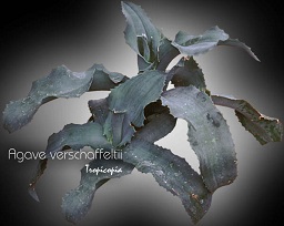 Cactus & Plante grasse - Agave verschaffeltii - Agave bleu - Blue Agave, Century plant