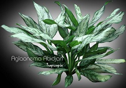 Aglaonema Abidjan