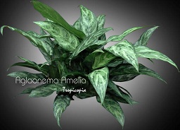 Aglaonema Amelia