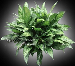 Aglaonema - Aglaonema Amelia - Aglaonema - Chinese Evergreen