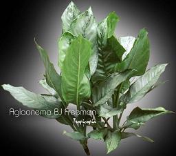 Aglaonema BJ Freeman