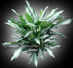 Aglaonema Black Lance