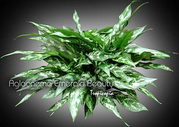 Aglaonema Emerald Beauty