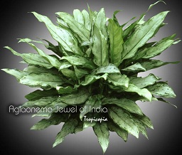 Aglaonema Jewel of India