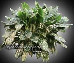 Aglaonema Marguerita