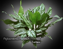 Aglaonema - Aglaonema Painted Princess - Aglaonema - Chinese Evergreen