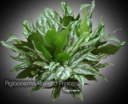 Aglaonema Painted Princess