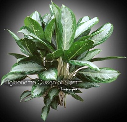 Aglaonema Queen of Siam