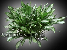 Aglaonema Rapsody in Green