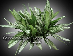 Aglaonema Silver Queen