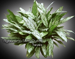 Aglaonema Silver Queen