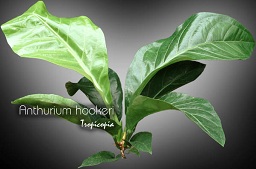 Anthurium hookeri