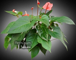 Anthurium - Anthurium X - Langue de feu, Flamant rose - Wax flower, Tailflower