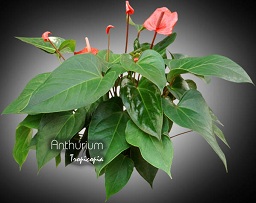 Anthurium X