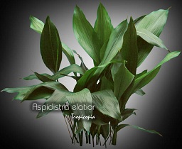 Aspidistra elatior