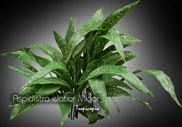 Aspidistra elatior Minor