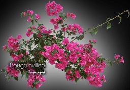 Fleur - Bougainvillea - Bougainvillée, Fleur de papier - Bougainvillia, Paper flower