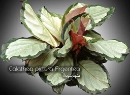 Calathea pictura Argentea