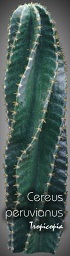 Cereus peruvianus