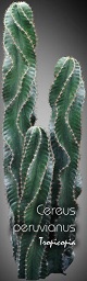 Cactus & Plante grasse - Cereus peruvianus - Cactus cièrge - Tree-Cereus